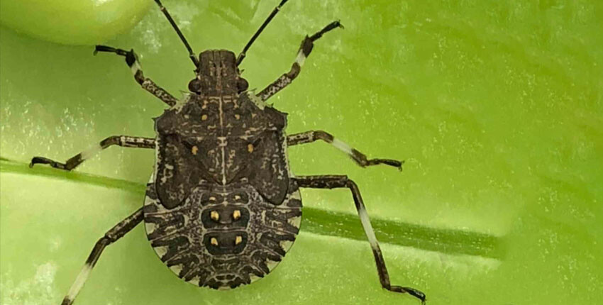 Bakanlık mücadeleyi hızlandırdı! Kahverengi kokarca ile mücadele için 300 bin samuray arısı geliyor - 2. Resim