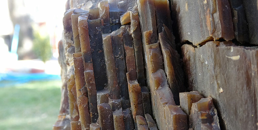 Uşak'ta 10 ila 16 milyon yıllık ağaç fosili bulundu