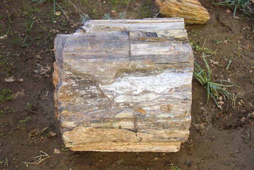 Uşak'ta 10 ila 16 milyon yıllık ağaç fosili bulundu