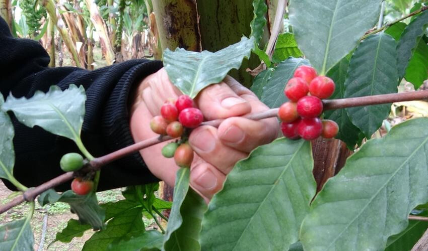 “Yapamazsın” diyenlere inat başardı… Türkiye’de ilk, bir tek onun bahçesinde yetişiyor