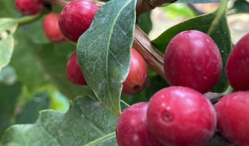 “Yapamazsın” diyenlere inat başardı… Türkiye’de ilk, bir tek onun bahçesinde yetişiyor