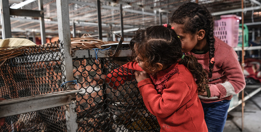 İsrail zulmünden kaçan Filistinli aile, barınmak için tavuk çiftliğine sığındı