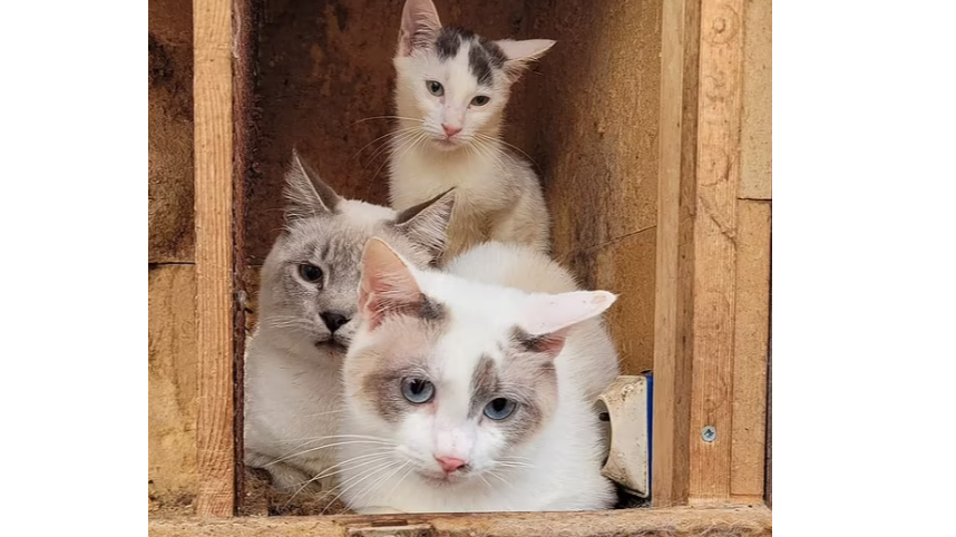 Dondurucusunda 117 kedi ölü bulunan yaşlı adamın savunması pes dedirtti Dondurucusunda 117 kedi ölü bulunan yaşlı adamın savunması pes dedirtti