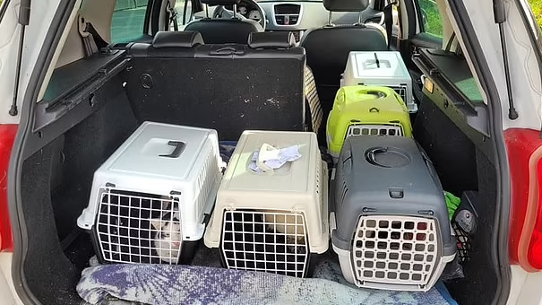 Dondurucusunda 117 kedi ölü bulunan yaşlı adamın savunması pes dedirtti Dondurucusunda 117 kedi ölü bulunan yaşlı adamın savunması pes dedirtti