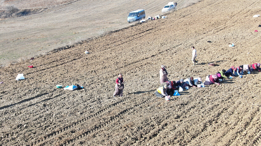 Binlerce ailenin geçim kaynağı! 'Beyaz altın' toprakla buluşuyor Binlerce ailenin geçim kaynağı! 'Beyaz altın' toprakla buluşuyor