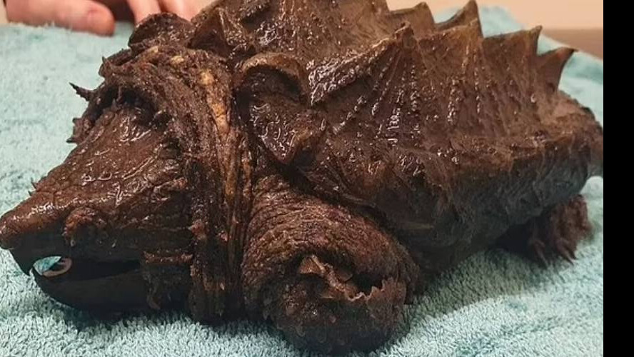 Görülmemiş deniz yaratığı! Parmakları ısırarak koparabiliyor, dev timsahlar yanına yaklaşamıyor Görülmemiş deniz yaratığı! Parmakları ısırarak koparabiliyor, dev timsahlar yanına yaklaşamıyor