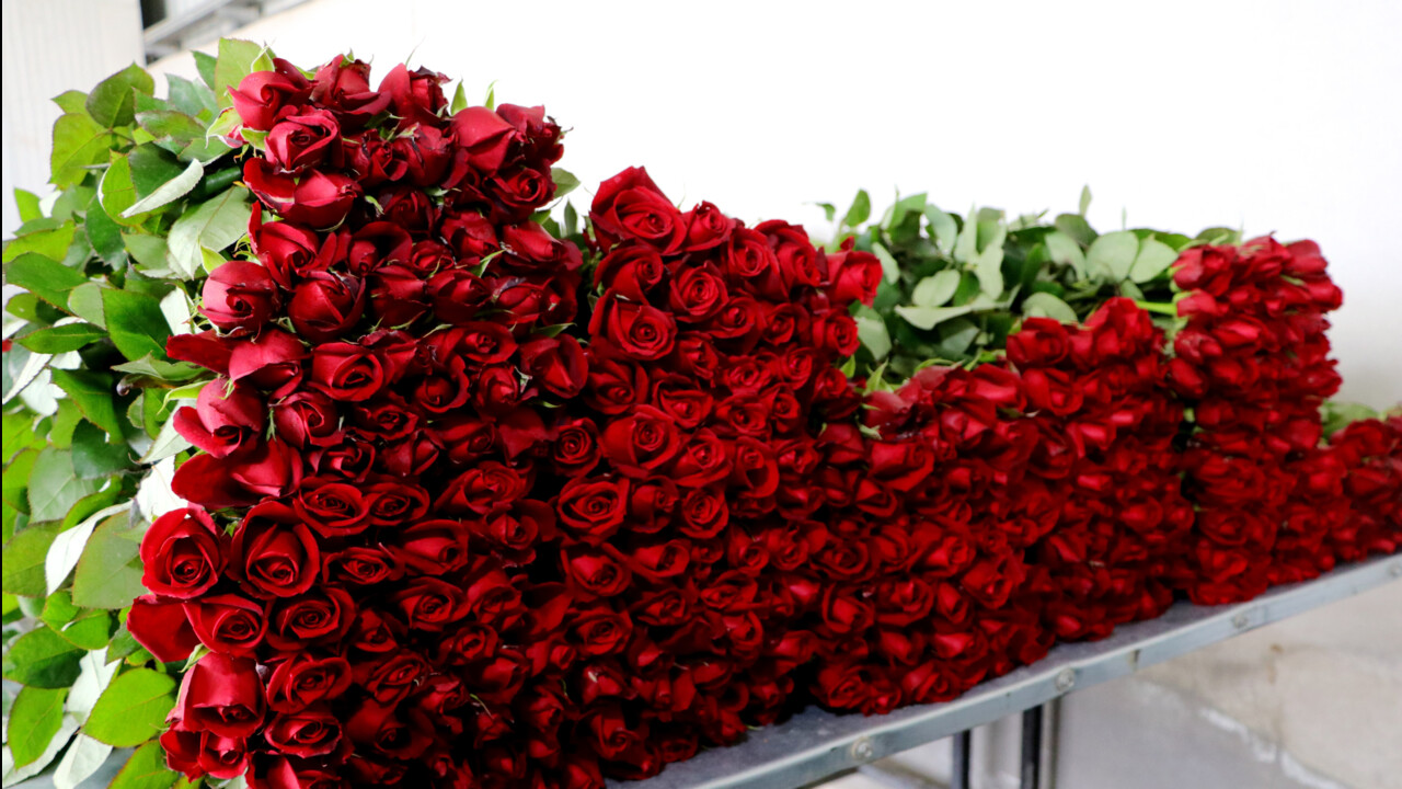 Sevgililer Günü'nde gül almak lüks oldu: Tane fiyatı bile cep yakıyor! Dalında 25, tezgahta 150 TL Sevgililer Günü'nde gül almak lüks oldu: Tane fiyatı bile cep yakıyor! Dalında 25, tezgahta 150 TL