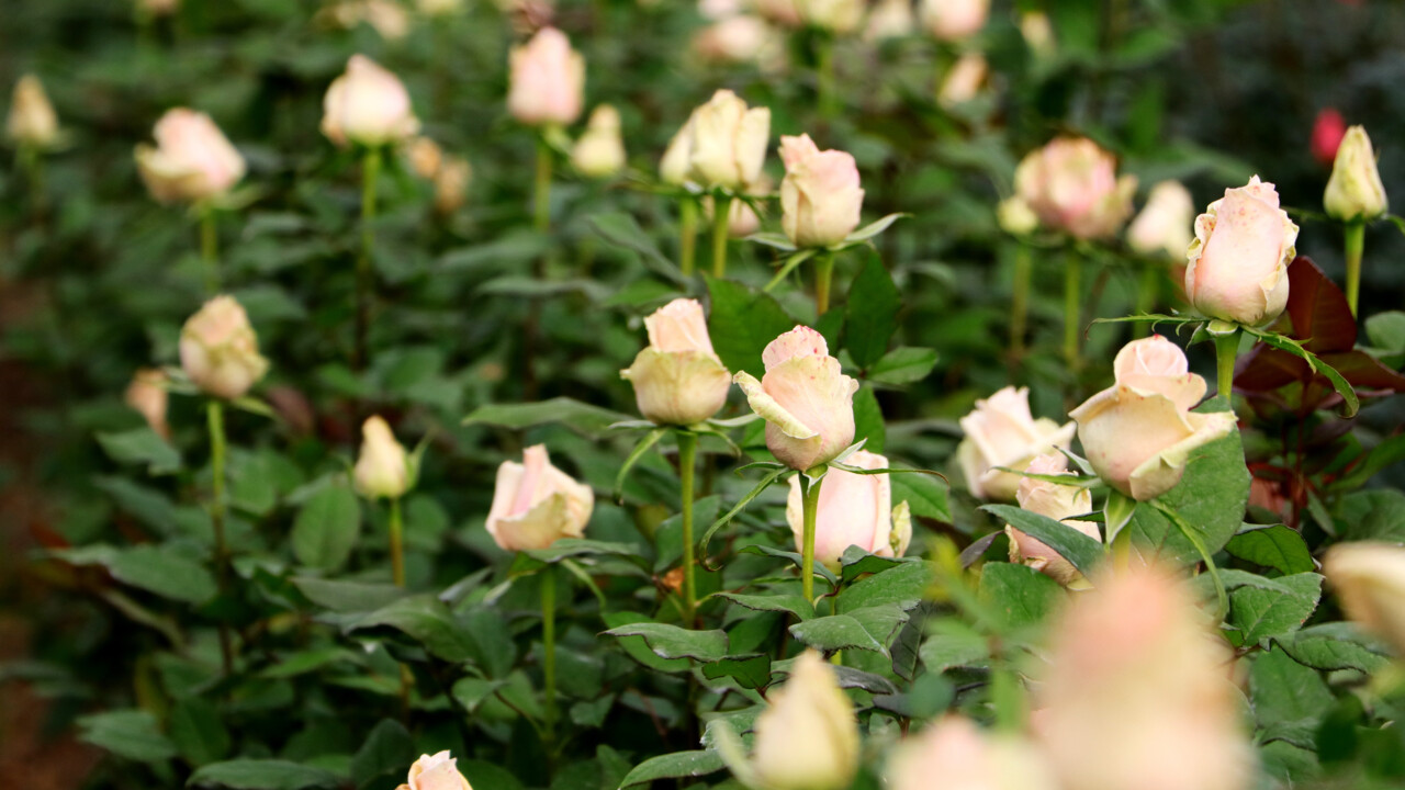 Sevgililer Günü'nde gül almak lüks oldu: Tane fiyatı bile cep yakıyor! Dalında 25, tezgahta 150 TL Sevgililer Günü'nde gül almak lüks oldu: Tane fiyatı bile cep yakıyor! Dalında 25, tezgahta 150 TL