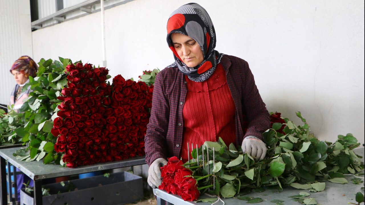 Sevgililer Günü'nde gül almak lüks oldu: Tane fiyatı bile cep yakıyor! Dalında 25, tezgahta 150 TL Sevgililer Günü'nde gül almak lüks oldu: Tane fiyatı bile cep yakıyor! Dalında 25, tezgahta 150 TL