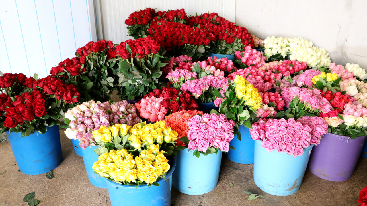 Sevgililer Günü'nde gül almak lüks oldu: Tane fiyatı bile cep yakıyor! Dalında 25, tezgahta 150 TL Sevgililer Günü'nde gül almak lüks oldu: Tane fiyatı bile cep yakıyor! Dalında 25, tezgahta 150 TL