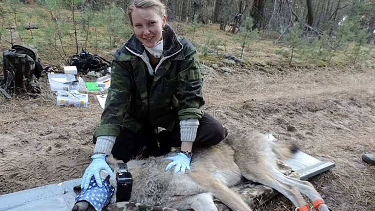 Çernobil’deki kurtlar kansere direnç geliştirdi! Amansız hastalığın tedavisi için yeni ümit