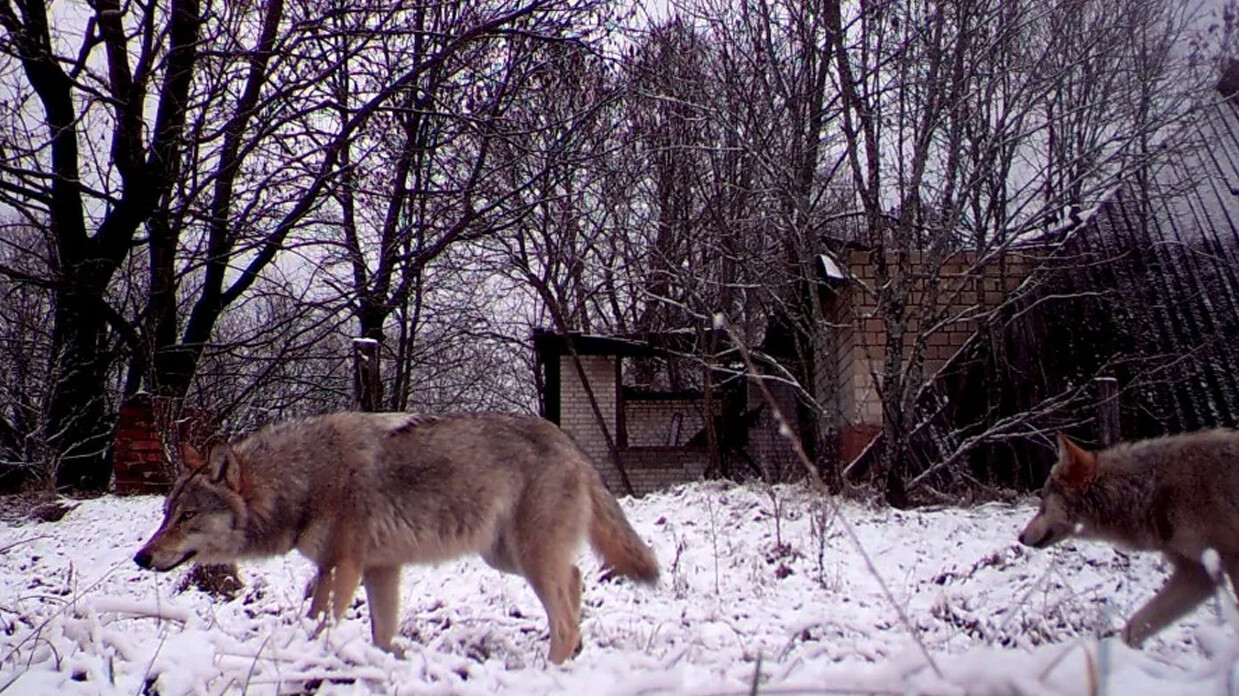 Çernobil’deki kurtlar kansere direnç geliştirdi! Amansız hastalığın tedavisi için yeni ümit