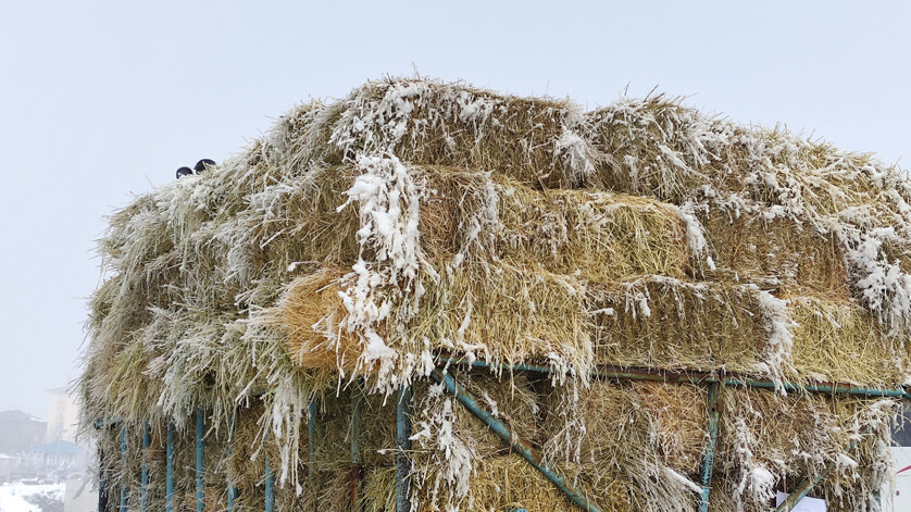 Ardahan kutuplara döndü! Nefes alırken bile buz soluyorlar