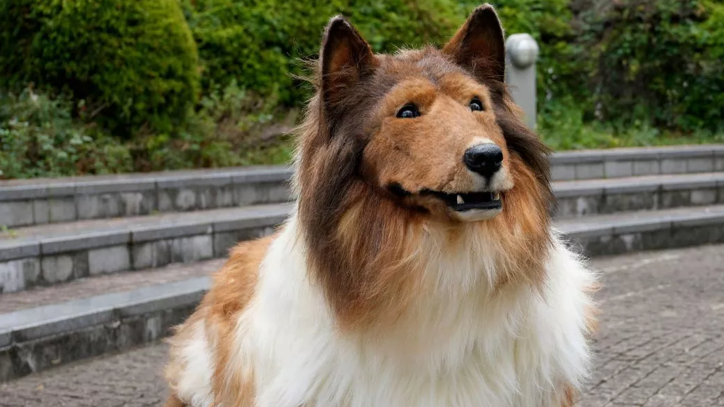 Bir tuhaf olay! Köpek olmak için servet harcadı