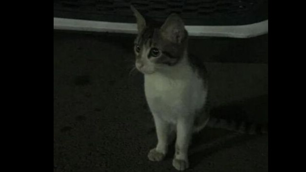 İbrahim Keloğlan tutuklandı mı, son durum ne? İbrahim Keloğlan tutuklandı mı, son durum ne?