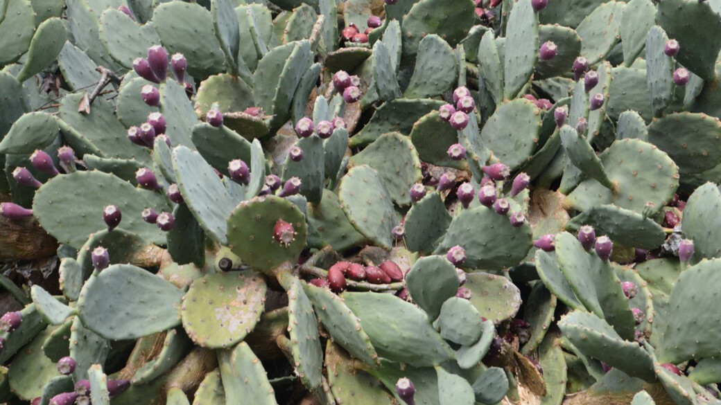 Laf değil gerçek! Her derde deva: Yer inciri