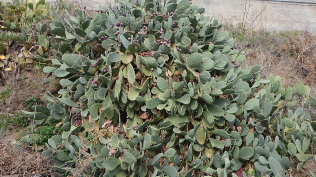 Laf değil gerçek! Her derde deva: Yer inciri