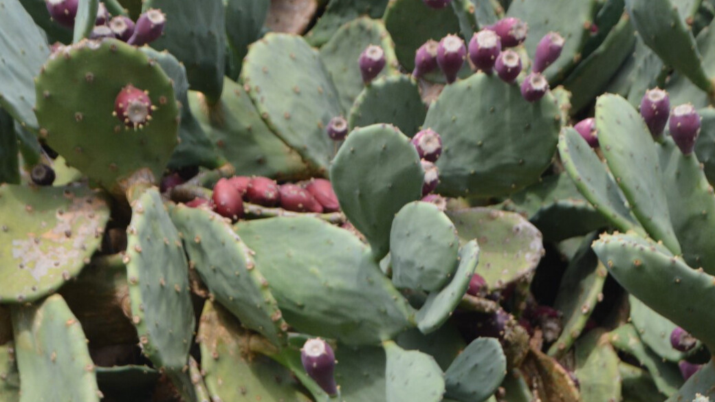 Laf değil gerçek! Her derde deva: Yer inciri