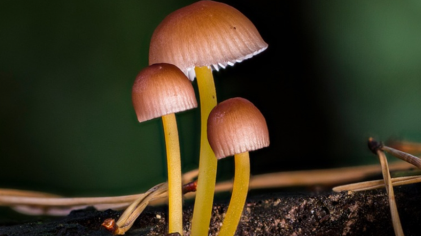 Kurbağanın bacağında filizlenen mantar bulundu