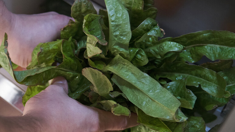Ispanak yerken bilmeden hata yapıyoruz! Mideyi perişan ediyor, kansere davetiye çıkarıyor
