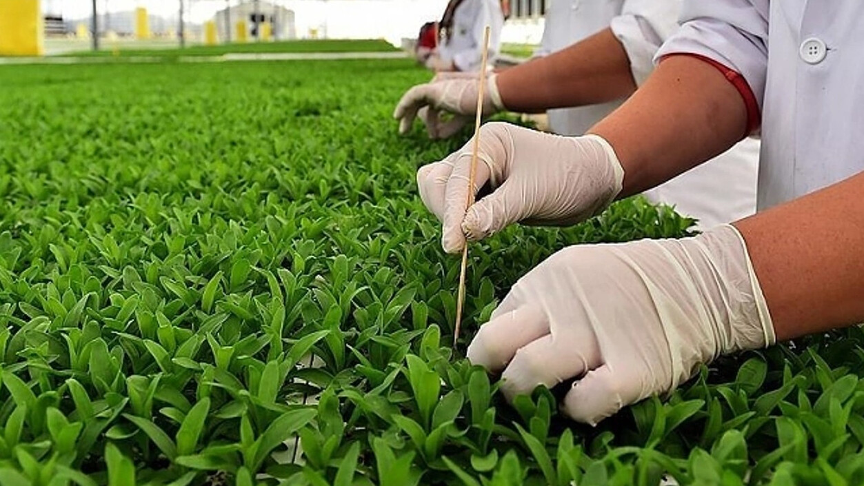 Topraksız cam serada ilk hasat! Çöpten sağladığı enerji ile domates üretti