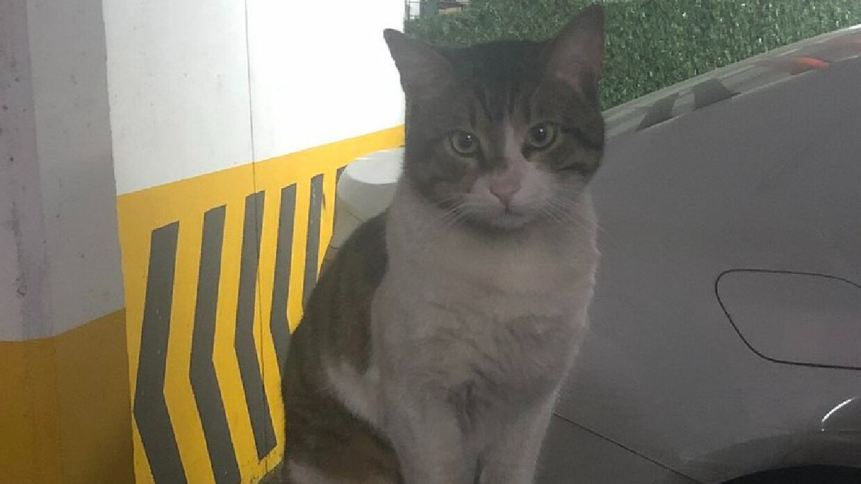 İbrahim Keloğlan'ın işkence ederek katlettiği Eros için adalet eylemi İbrahim Keloğlan'ın işkence ederek katlettiği Eros için adalet eylemi