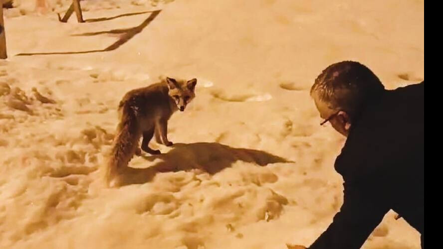 Soğuk hava doğayı da vurdu! Aç kalan tilkiye kendi elleriyle besledi, görenler şaştı kaldı