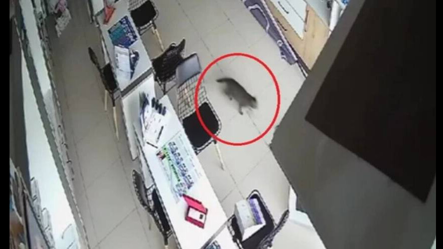 Güvenlik kamerasına saniye saniye yansıdı! Kırılan tavandan aşağı kedi böyle düştü