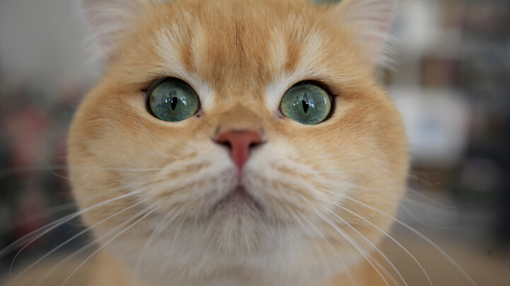 17 Şubat Kediler Günü mü? Dünya Kediler Günü 8 Ağustos mu 17 Şubat mı?