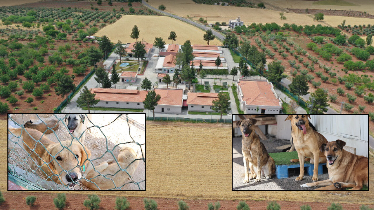 İsteyince oluyormuş! Gaziantep sokak köpeği problemini çözdü
