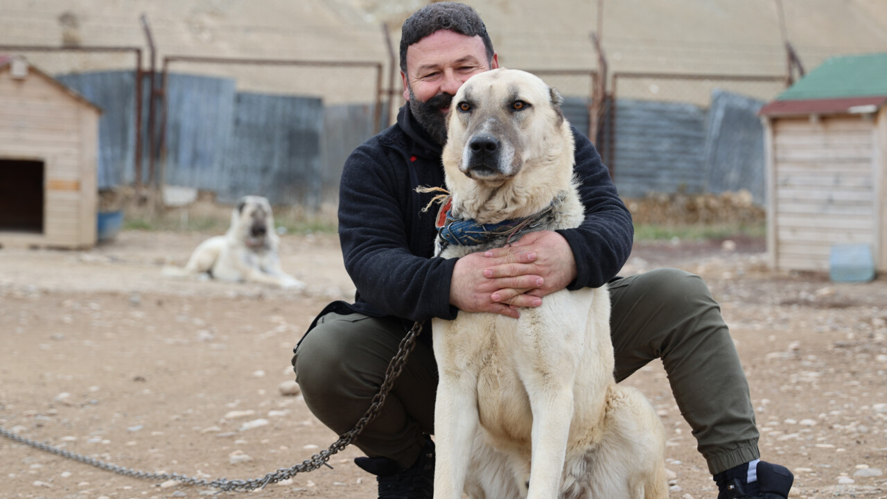 Uzmanı tek tek özelliklerini saydı! Anadolu Aslanı Kangal, doğal kurt savar