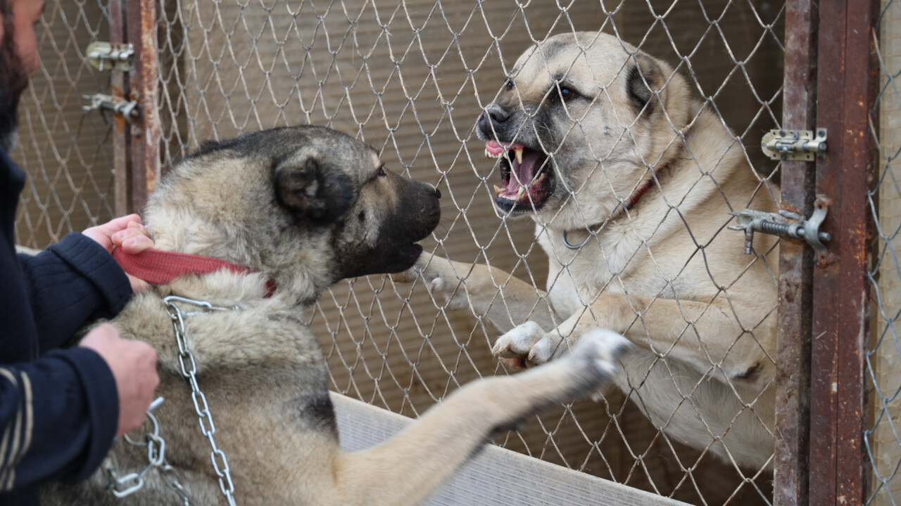 Uzmanı tek tek özelliklerini saydı! Anadolu Aslanı Kangal, doğal kurt savar