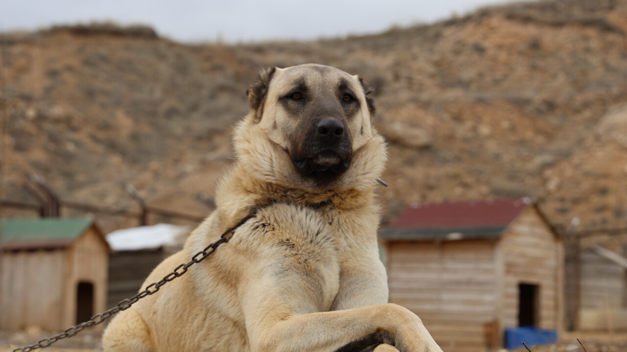 Uzmanı tek tek özelliklerini saydı! Anadolu Aslanı Kangal, doğal kurt savar