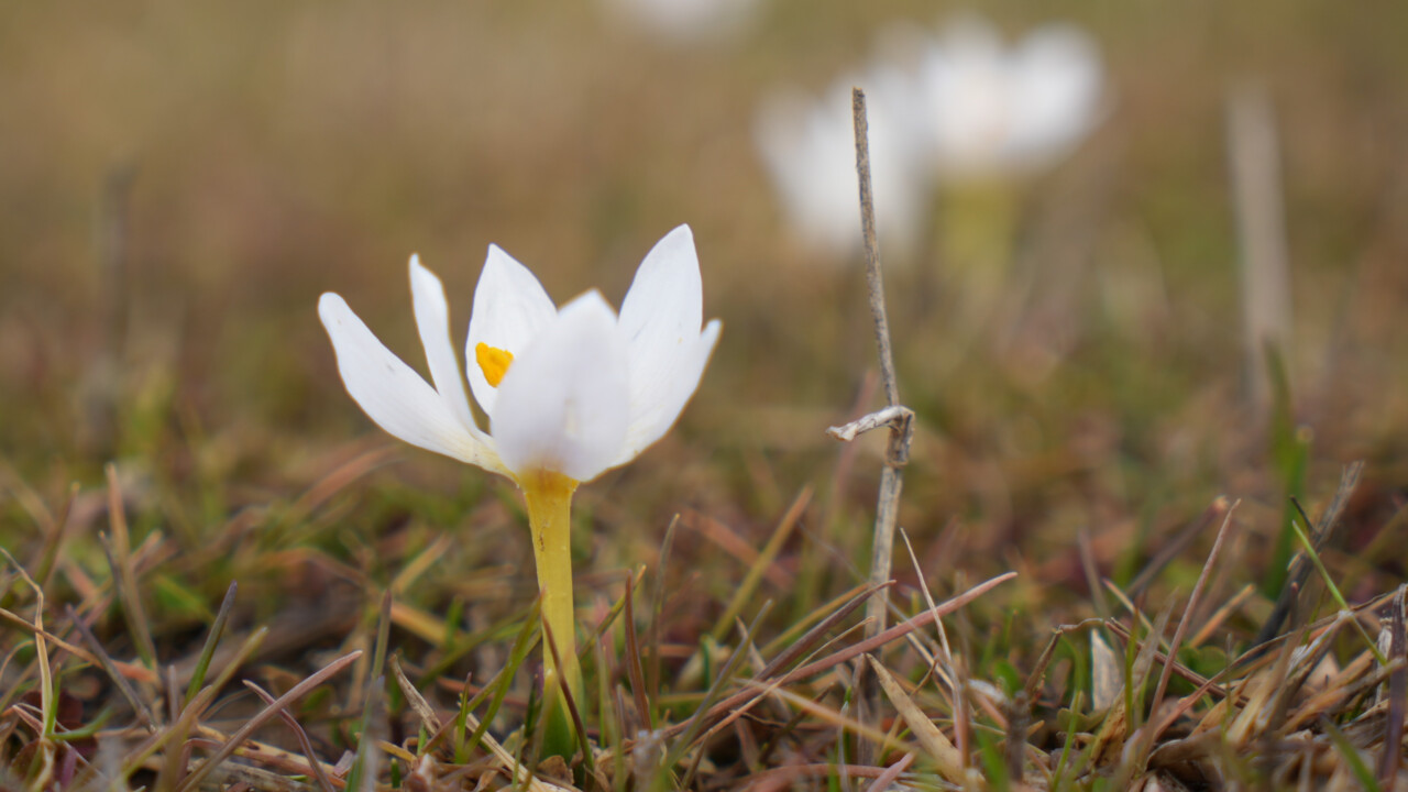 Bu çiçekleri koparanlara 387 bin TL ceza kesiliyor