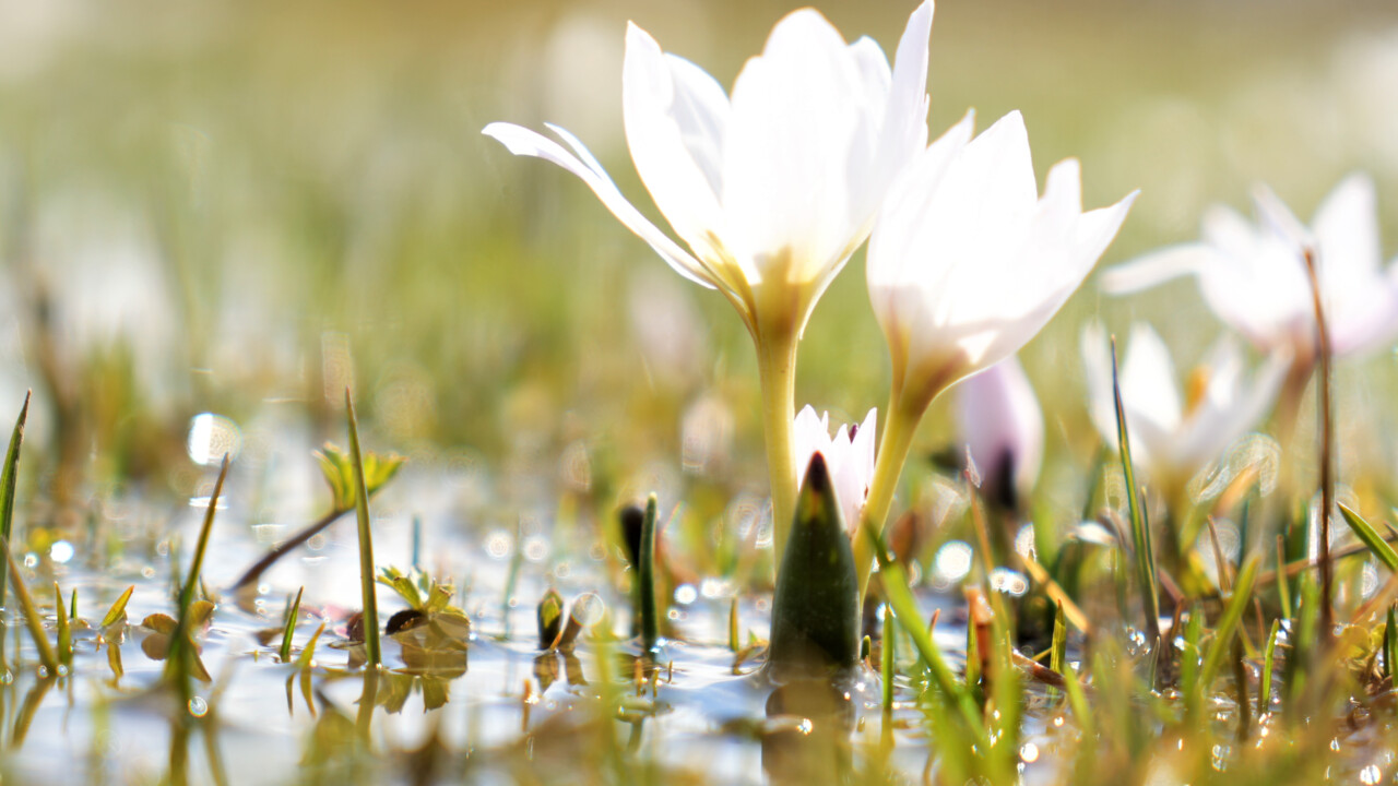 Bu çiçekleri koparanlara 387 bin TL ceza kesiliyor