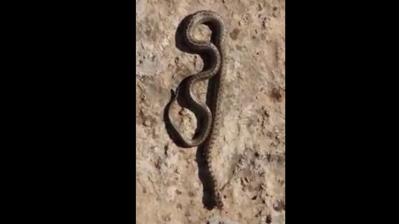 Siirt'te kış ayında 1 metre uzunluğunda yılan görüldü! Uzmanlardan uyarı gecikmedi