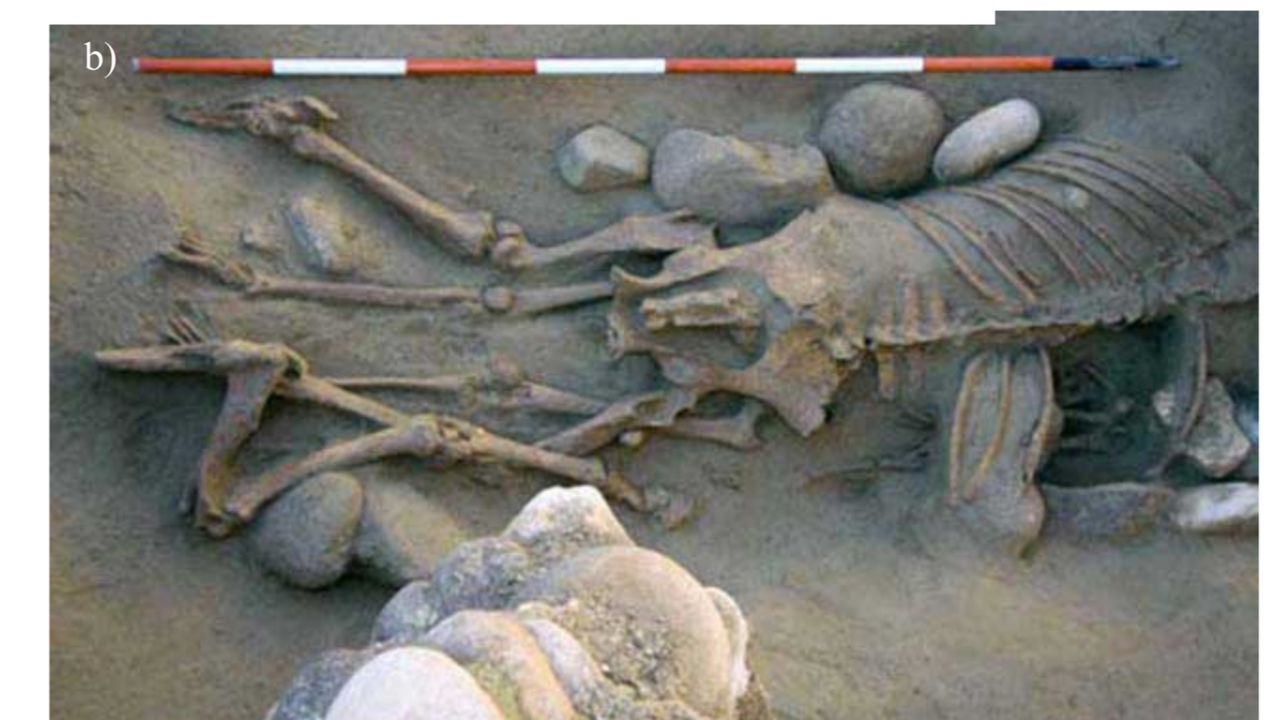 2000 yıllık mezarlıktan hayvan dostluğu çıkıyor