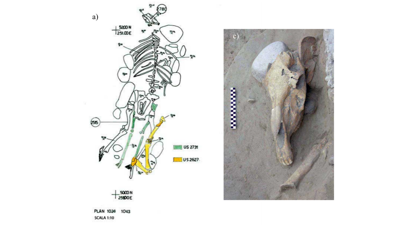 2000 yıllık mezarlıktan hayvan dostluğu çıkıyor
