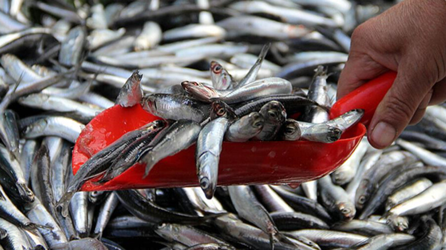 Hamsi gazı nedir? Hamsi gazı zehirler mi, öldürür mü?