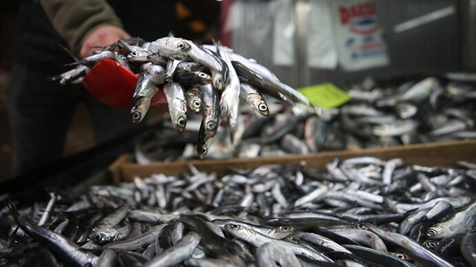 Hamsi gazı nedir? Hamsi gazı zehirler mi, öldürür mü?