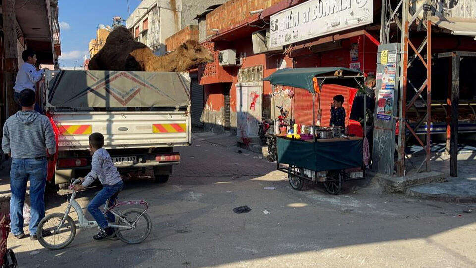 Kasap ruhsatsız çıktı, deve son anda kurtarıldı!