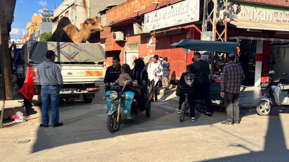 Kasap ruhsatsız çıktı, deve son anda kurtarıldı!