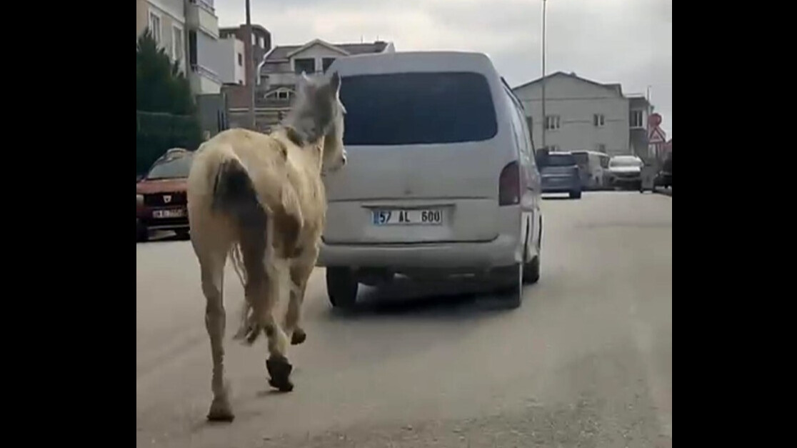 Vicdansızlığın böylesi! Atı aracın arkasına bağlayıp gaza bastı