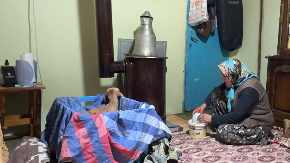 Annesinin bakmadığı oğlağı evlerinde bebek gibi büyütüyorlar Annesinin bakmadığı oğlağı evlerinde bebek gibi büyütüyorlar