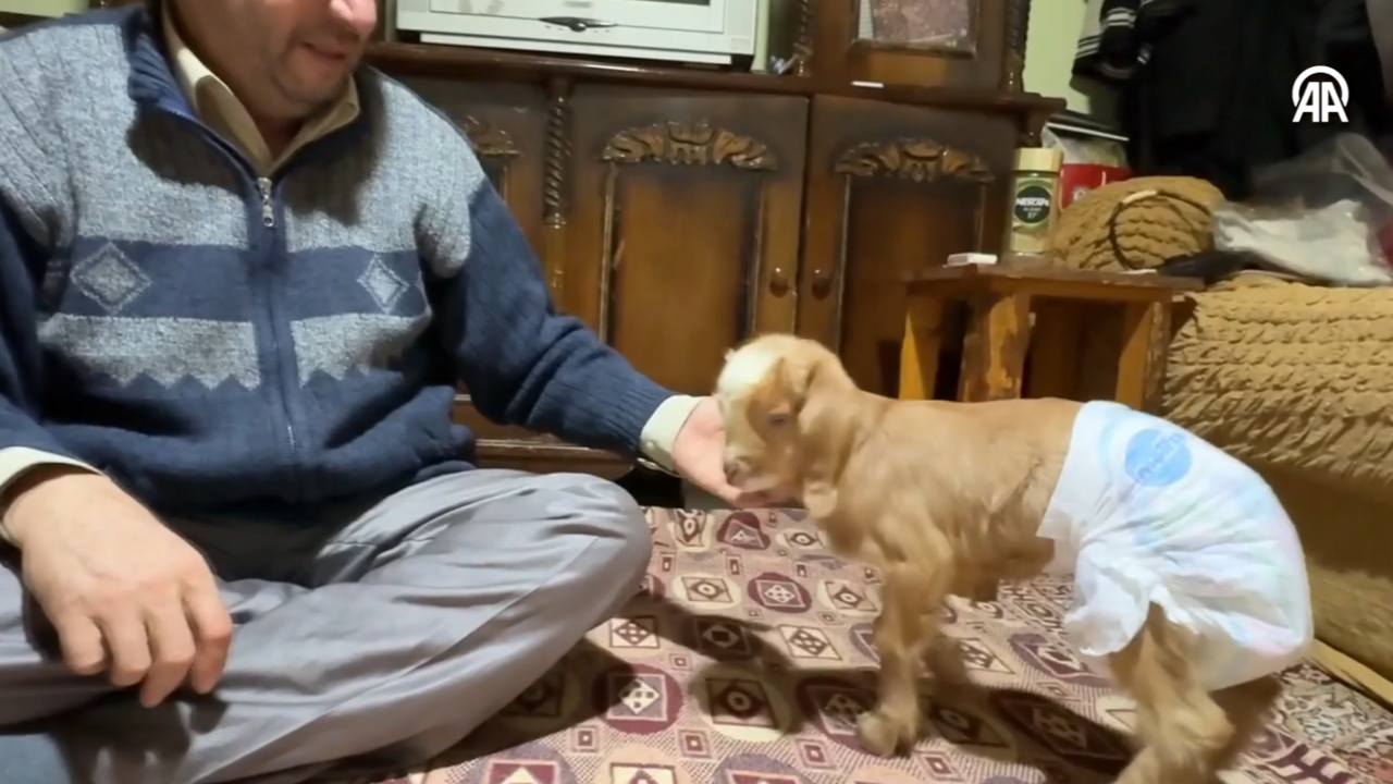 Annesinin bakmadığı oğlağı evlerinde bebek gibi büyütüyorlar Annesinin bakmadığı oğlağı evlerinde bebek gibi büyütüyorlar