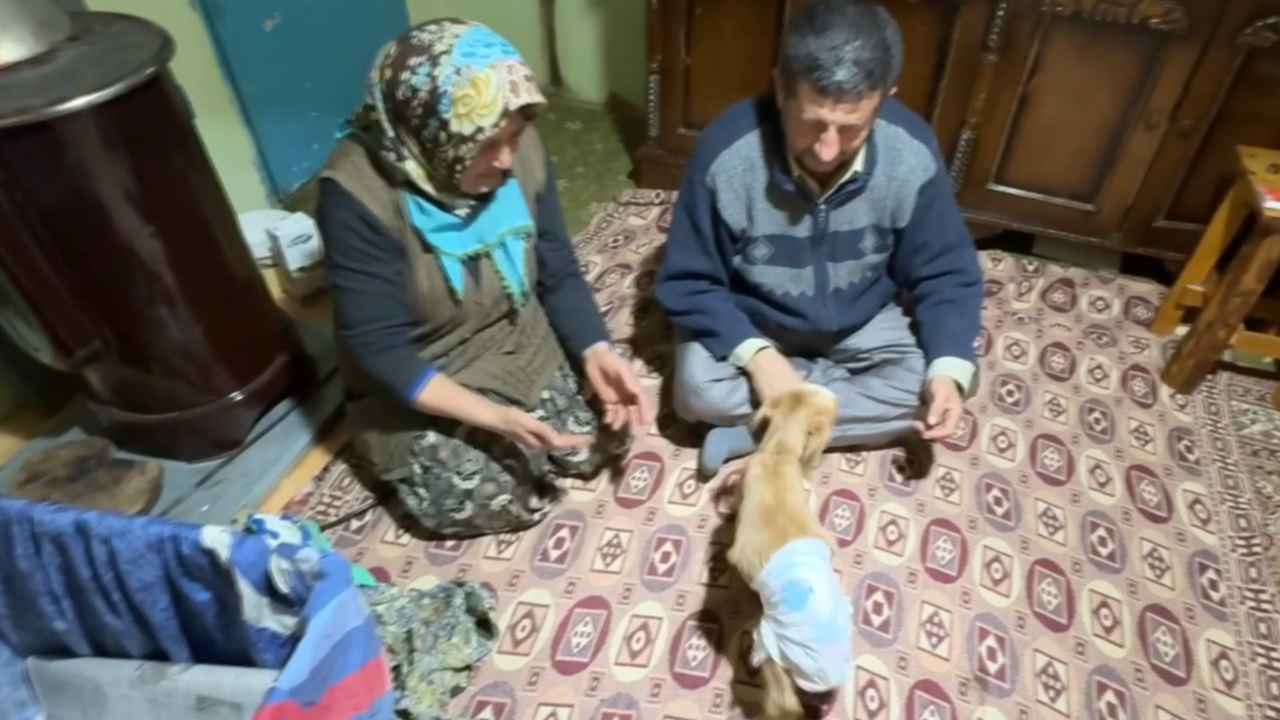 Annesinin bakmadığı oğlağı evlerinde bebek gibi büyütüyorlar Annesinin bakmadığı oğlağı evlerinde bebek gibi büyütüyorlar