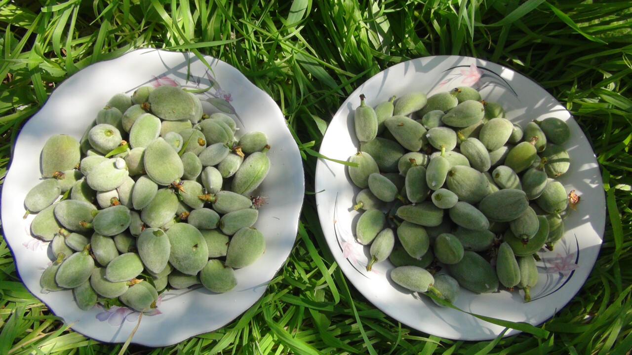 Bahar erken geldi, üretici şenlendi! 2020'de 100 liraydı, şimdi 1.000 liradan satılıyor