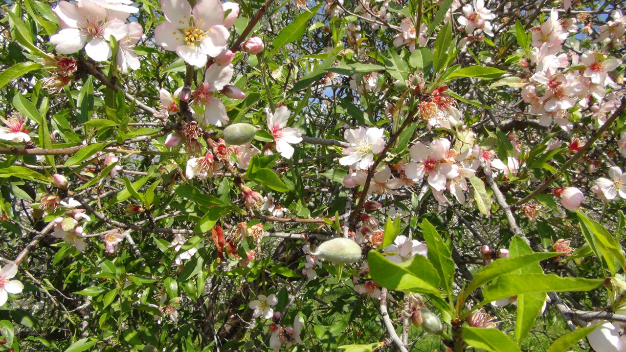 Bahar erken geldi, üretici şenlendi! 2020'de 100 liraydı, şimdi 1.000 liradan satılıyor