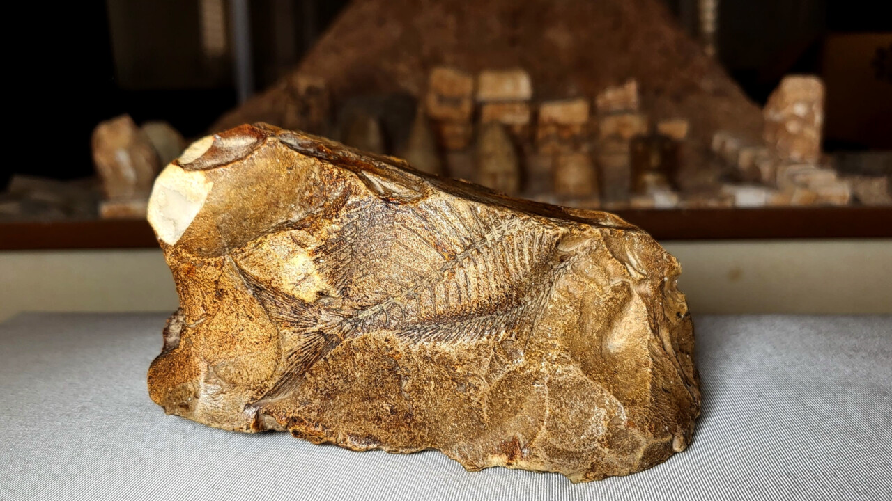 Adıyaman’da 15 milyon yıllık balık fosili bulundu