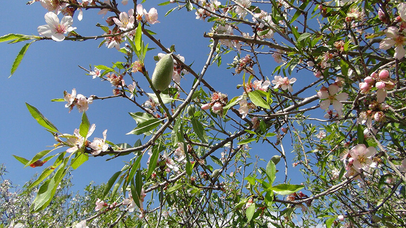 Bahar erken geldi, üretici şenlendi! 2020'de 100 liraydı, şimdi 1.000 liradan satılıyor
